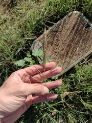 Bothriochloa bladhii