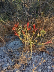 Alstroemeria ligtu