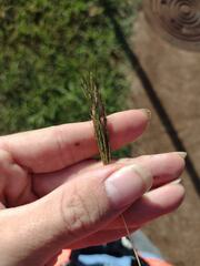 Bothriochloa pertusa
