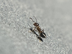 Crematogaster pilosa