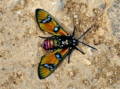 Chrysocale principalis