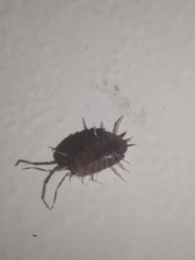 Porcellionides pruinosus