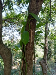 Vanilla planifolia