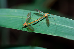 Microtipula
