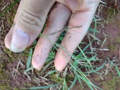 Digitaria violascens