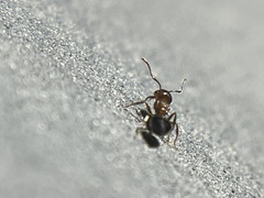 Crematogaster pilosa