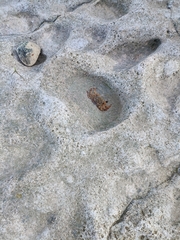 Pachygrapsus