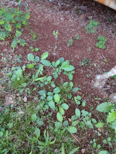 Youngia japonica observed 2022-12-26