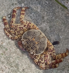 Pachygrapsus