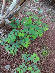 Phyllanthus tenellus