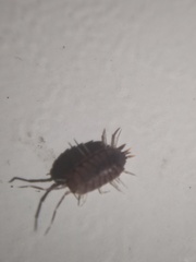 Porcellionides pruinosus