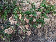 Aristeguietia salvia