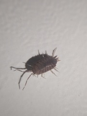 Porcellionides pruinosus