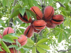Sterculia foetida