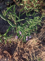 Solanum crispum