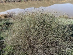 Bebbia juncea
