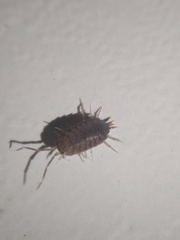 Porcellionides pruinosus