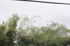 Psarocolius decumanus