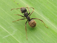 Dolichoderus bispinosus