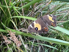 Tisiphone abeona albifascia