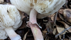 Lepiota decorata