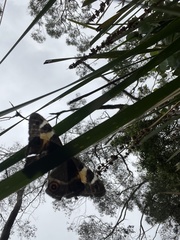 Tisiphone abeona albifascia