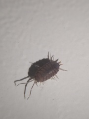 Porcellionides pruinosus