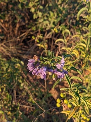 Solanum crispum