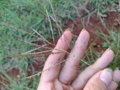 Dichanthium annulatum annulatum
