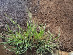 Eragrostis tenuifolia