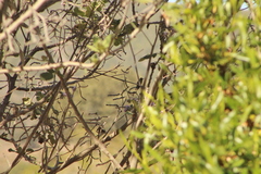 Phaeoptila sordida
