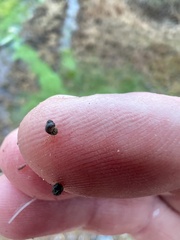 Pyrgulopsis