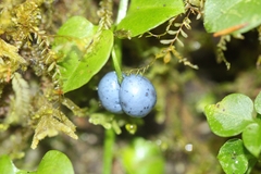 Sphyrospermum buxifolium