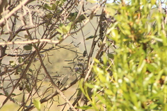 Phaeoptila sordida