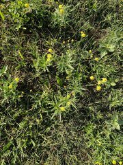 Senecio madagascariensis