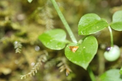 Sphyrospermum buxifolium