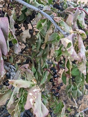 Anisomeria littoralis