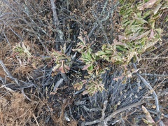 Anisomeria littoralis