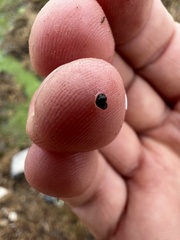 Pyrgulopsis