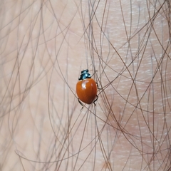 Cycloneda emarginata