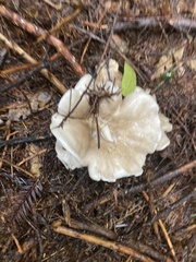 Leucopaxillus gentianeus