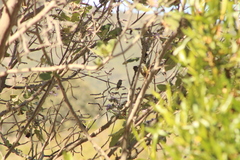 Phaeoptila sordida