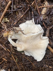 Leucopaxillus gentianeus