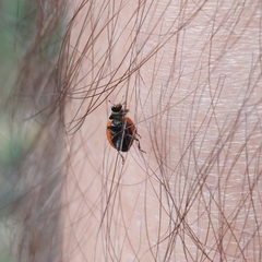 Cycloneda emarginata