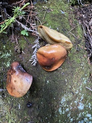 Suillus ponderosus