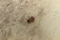 Andrena milwaukeensis