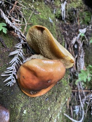 Suillus ponderosus