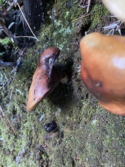 Suillus ponderosus