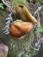 Suillus ponderosus