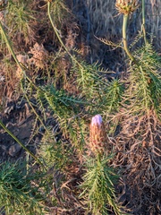 Plectocephalus chilensis